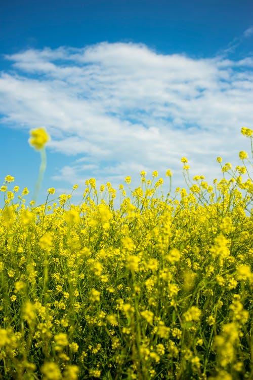 A field of yellow flowers with a blue sky
