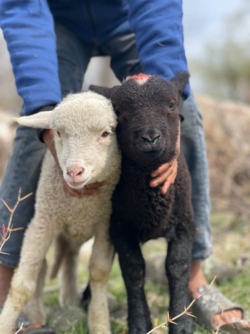 black and white sheep, black and white lambs, black and white