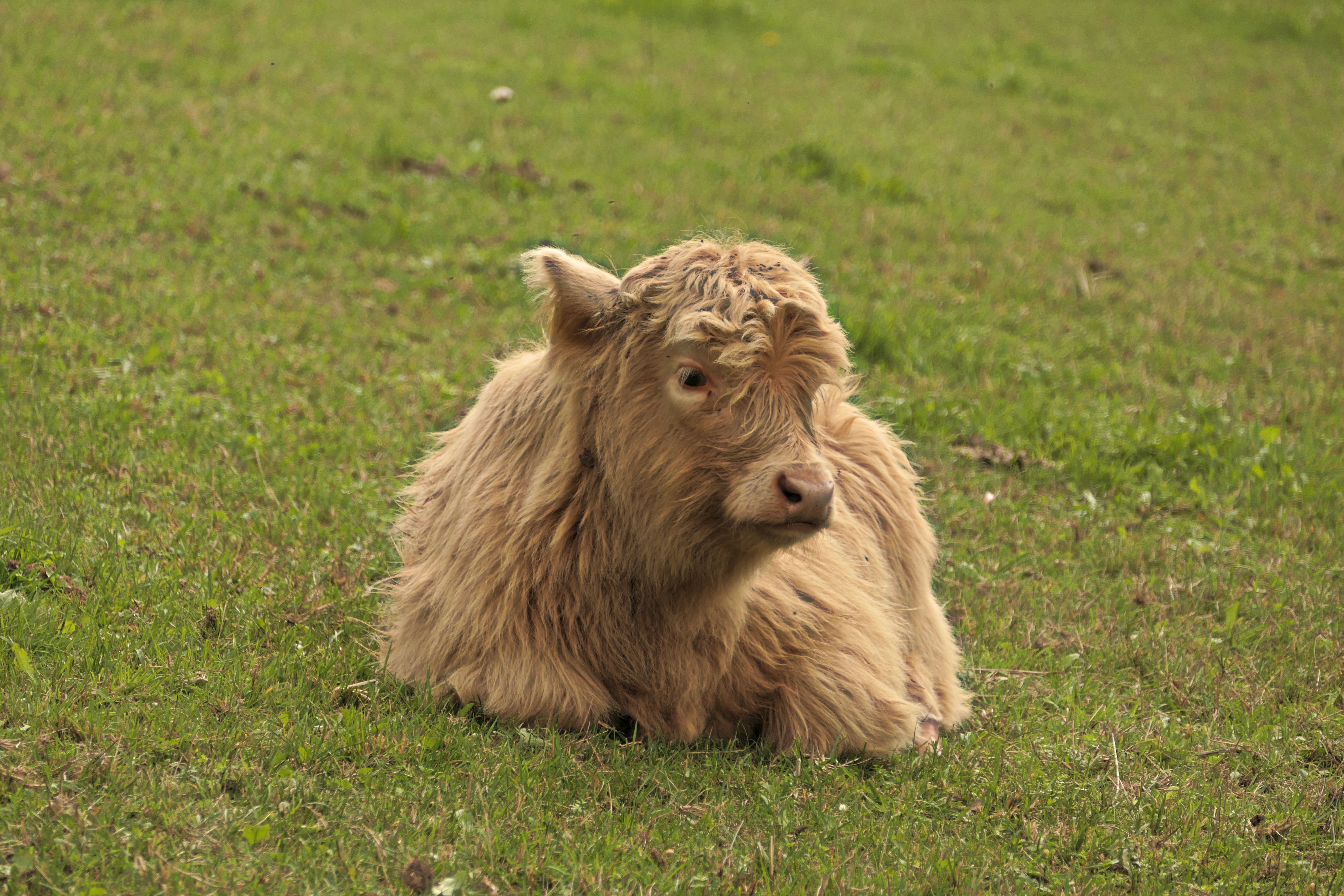 Shaggy Cow Lying in a Green Pasture · Free Stock Photo