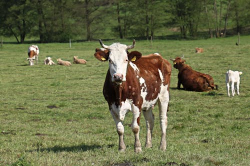 Ảnh lưu trữ miễn phí về ánh sáng mặt trời, bò cái, cánh đồng