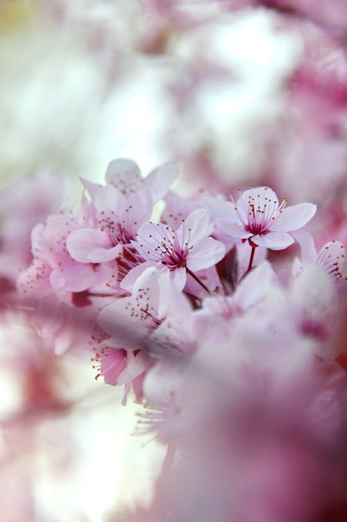 粉色花的选择性聚焦摄影