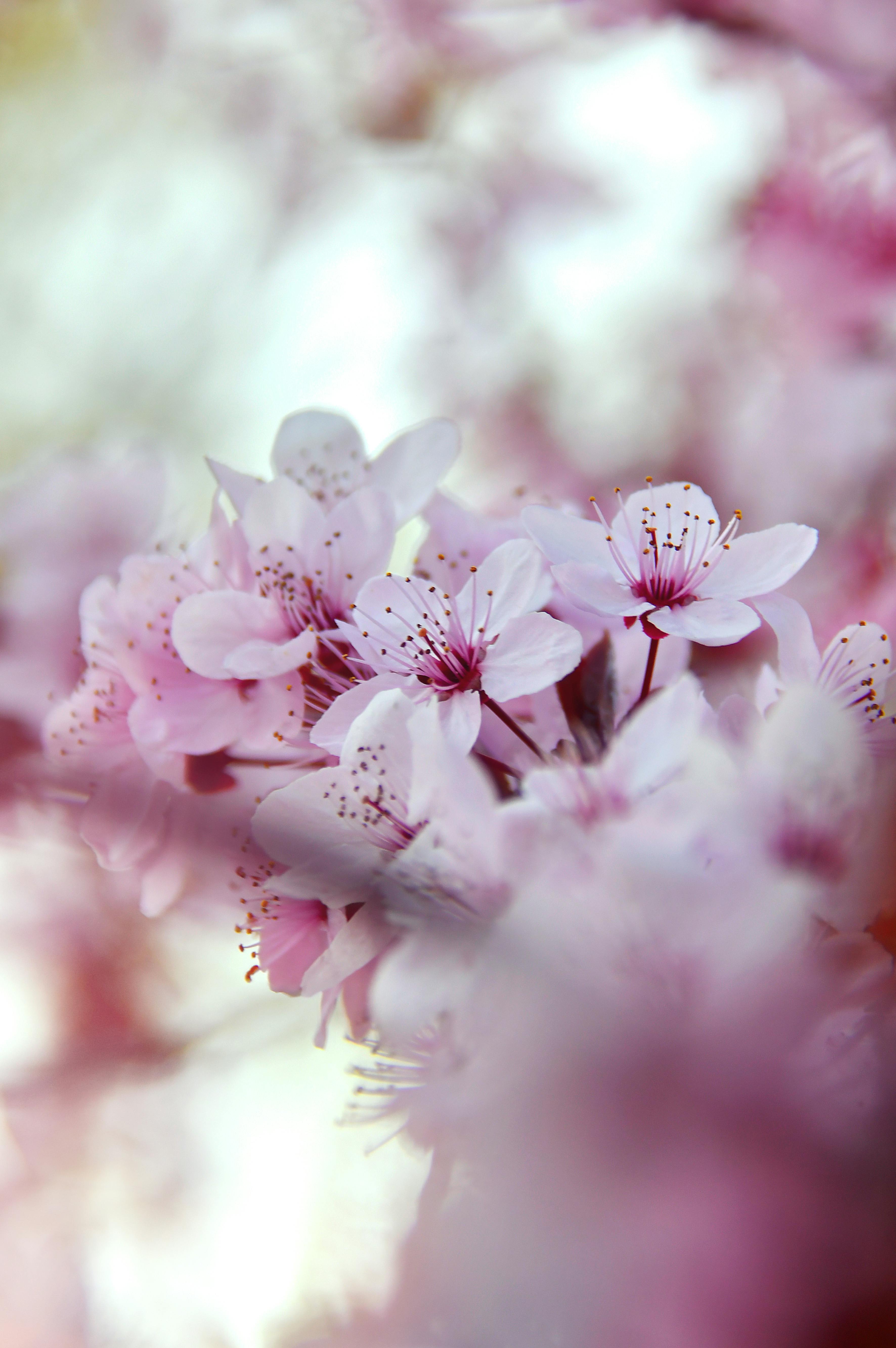 Fleur De Cerisier Blanc À Tokyo Banque D'Images et Photos Libres De Droits.  Image 53535374