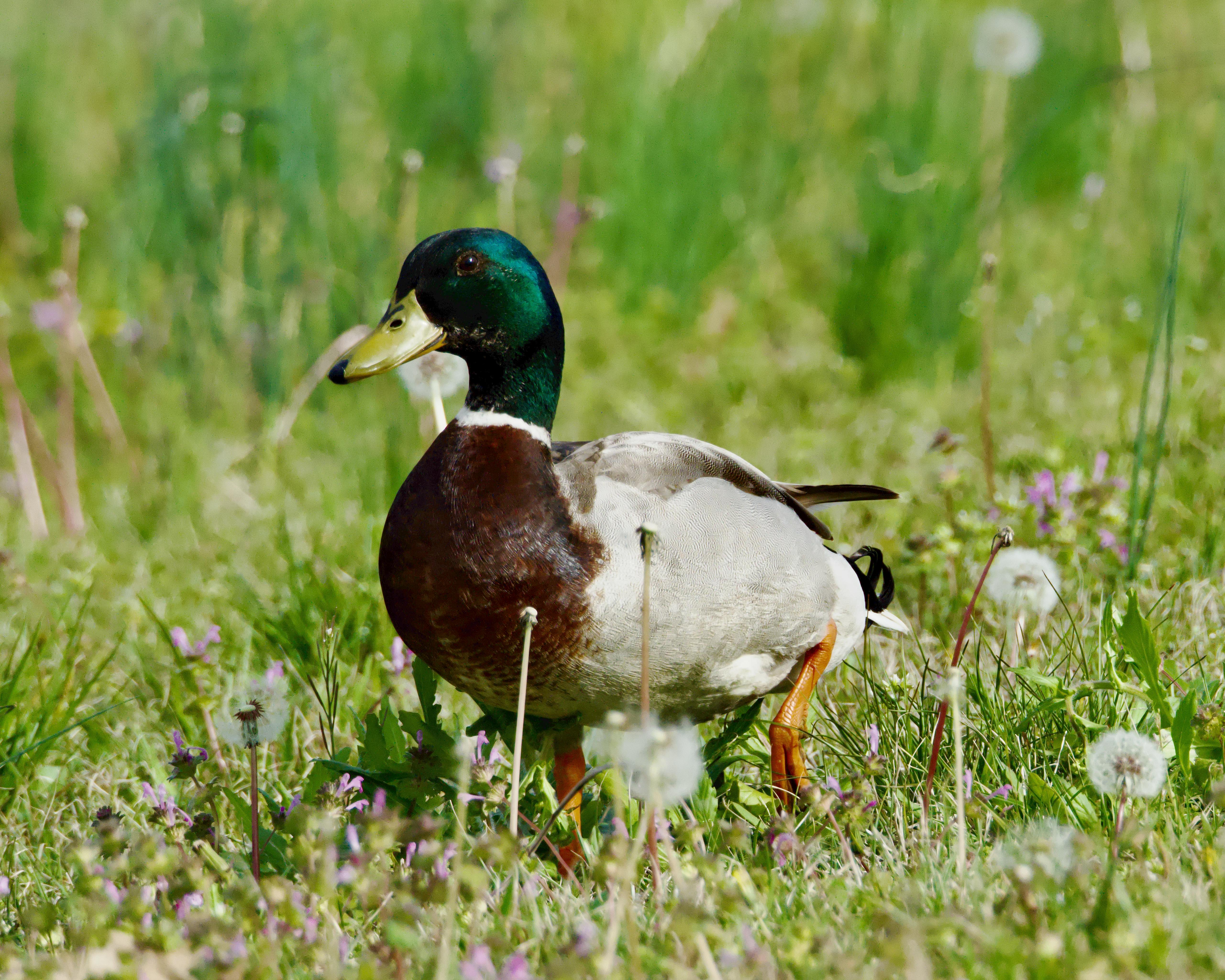 close up of a mallard walking on a field