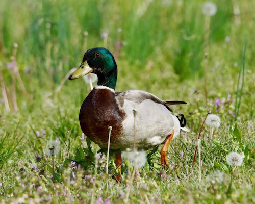 Free Detailed image of a mallard duck in a lush green summer field in Decatur. Stock Photo