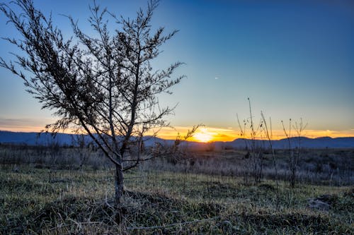 ağaç, akşam karanlığı, dağ silsilesi içeren Ücretsiz stok fotoğraf