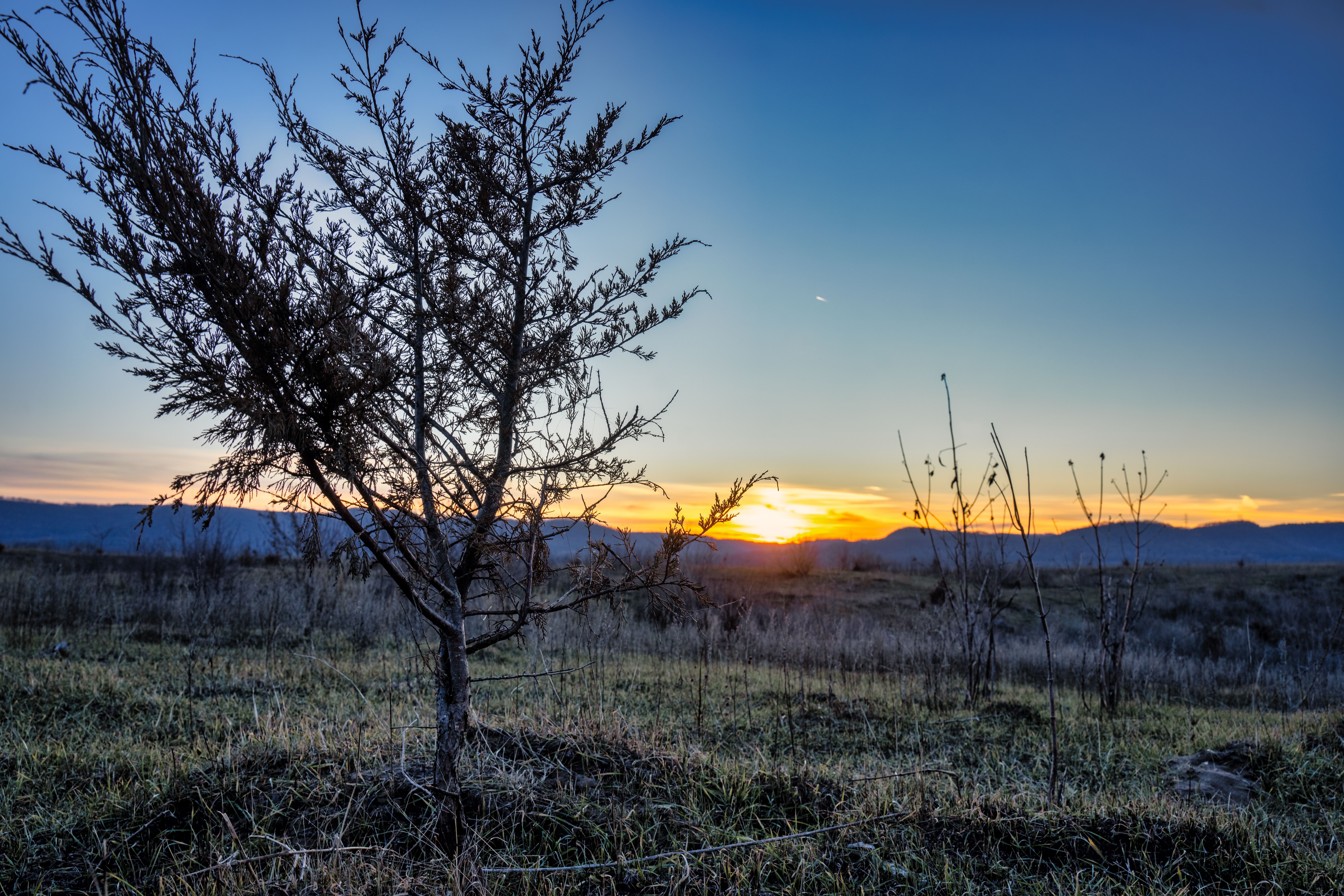 A lone tree in the middle of a field at sunset · Free Stock Photo