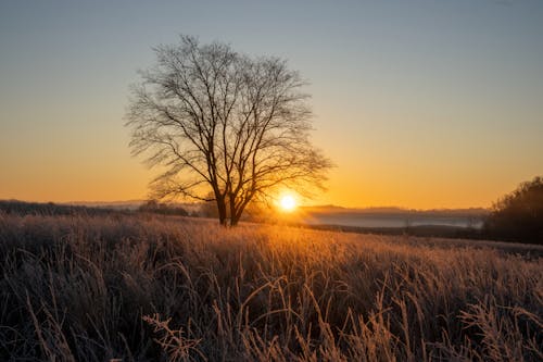 Free Sunrise over a field with a tree in the foreground Stock Photo