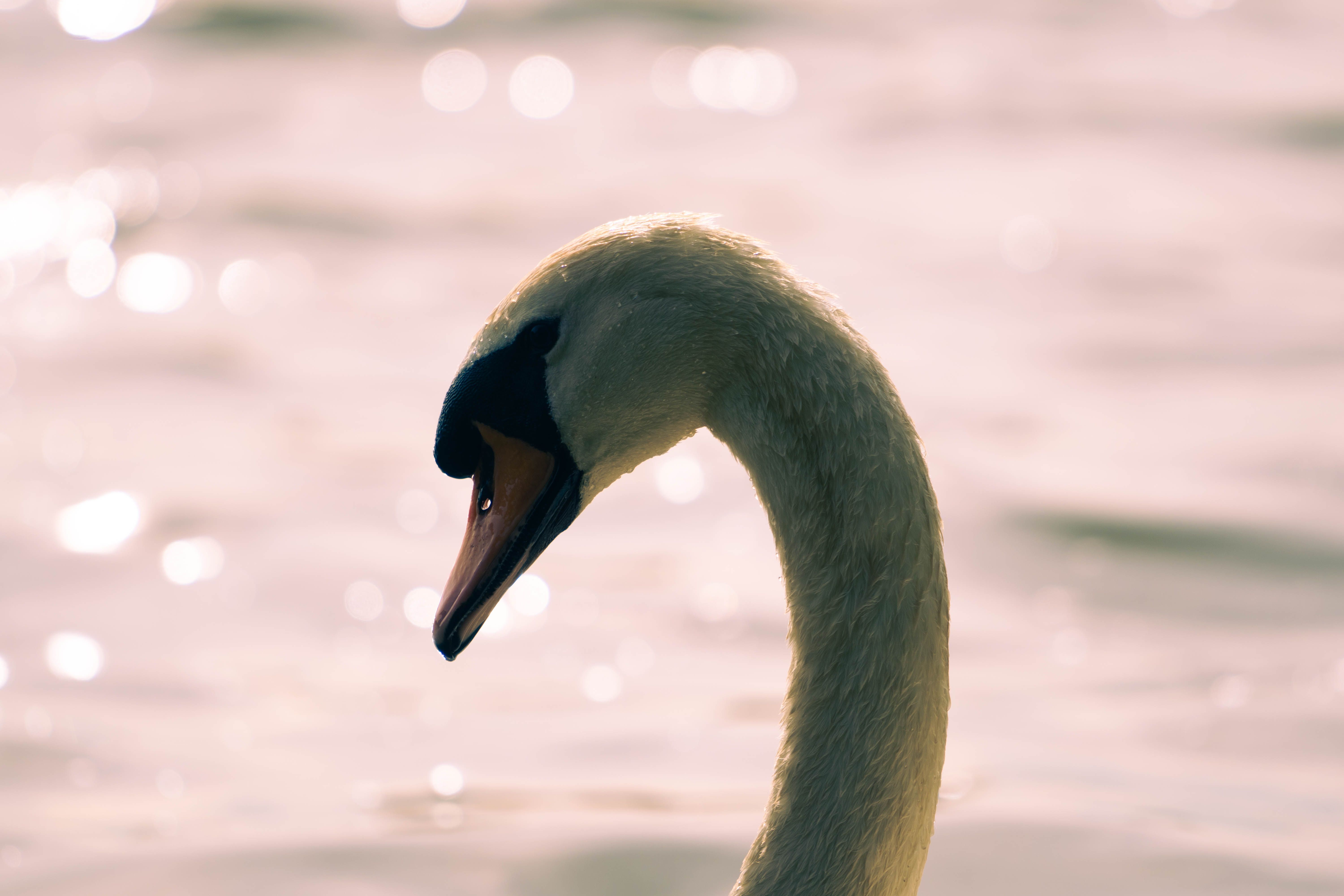 A swan with its head facing the camera · Free Stock Photo