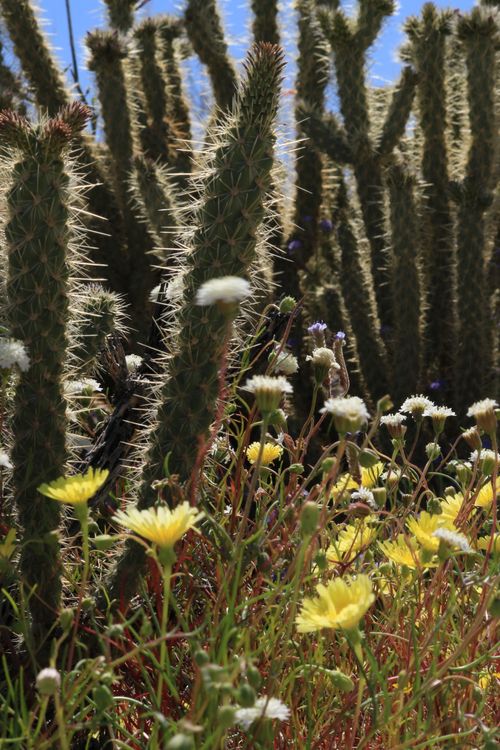 Free stock photo of flowers bloom on thorns, spring flower Stock Photo