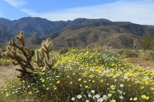 Free stock photo of flowers field, spring flower Stock Photo