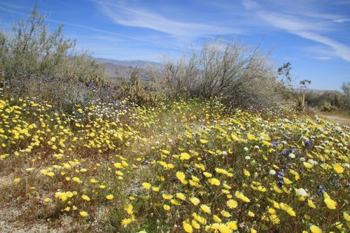 Free stock photo of flowers bloom, spring flower Stock Photo