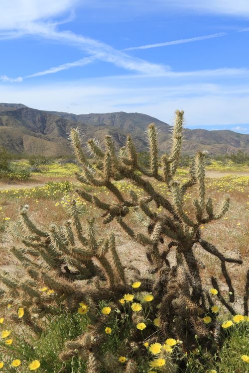 Free stock photo of cactus, spring cali, spring flower Stock Photo