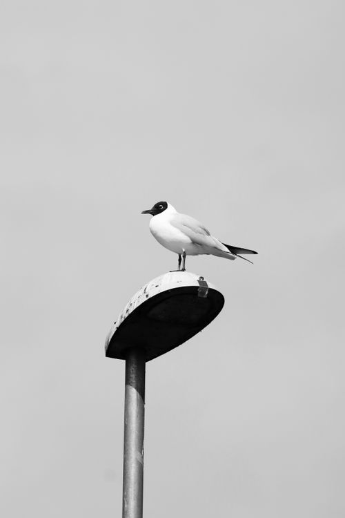 Free Monochrome photo of a black-headed gull perched on a street lamp against a clear sky. Stock Photo