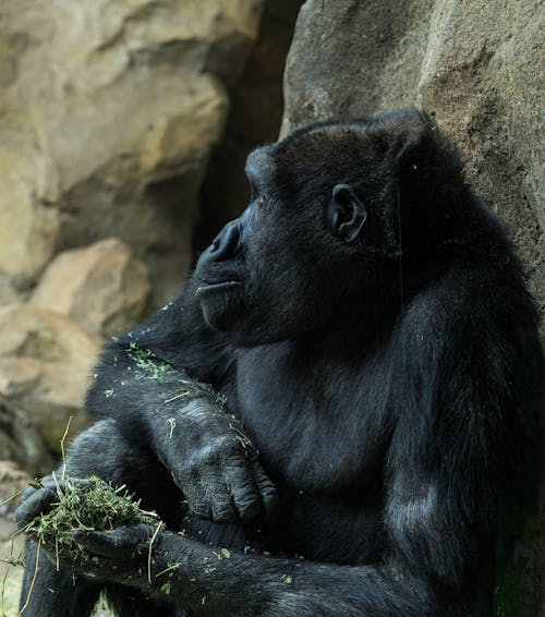 A gorilla sitting on a rock with his hands in his pockets