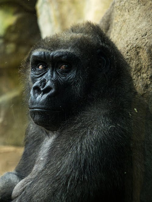 A gorilla sitting in a zoo enclosure