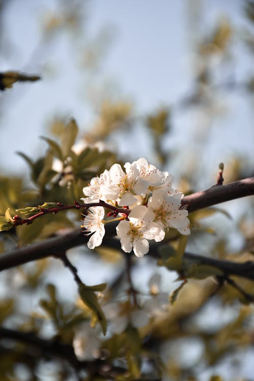 Darmowe zdjęcie z galerii z delikatny, flora, gałąź