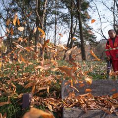 Autumn leaves flying up as a gardener clears them with a blower