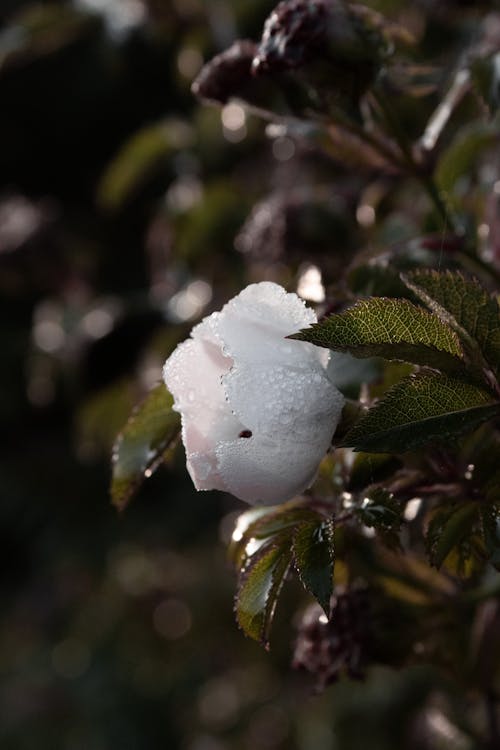 Photos gratuites de bourgeon, fleur, goutte de rosée