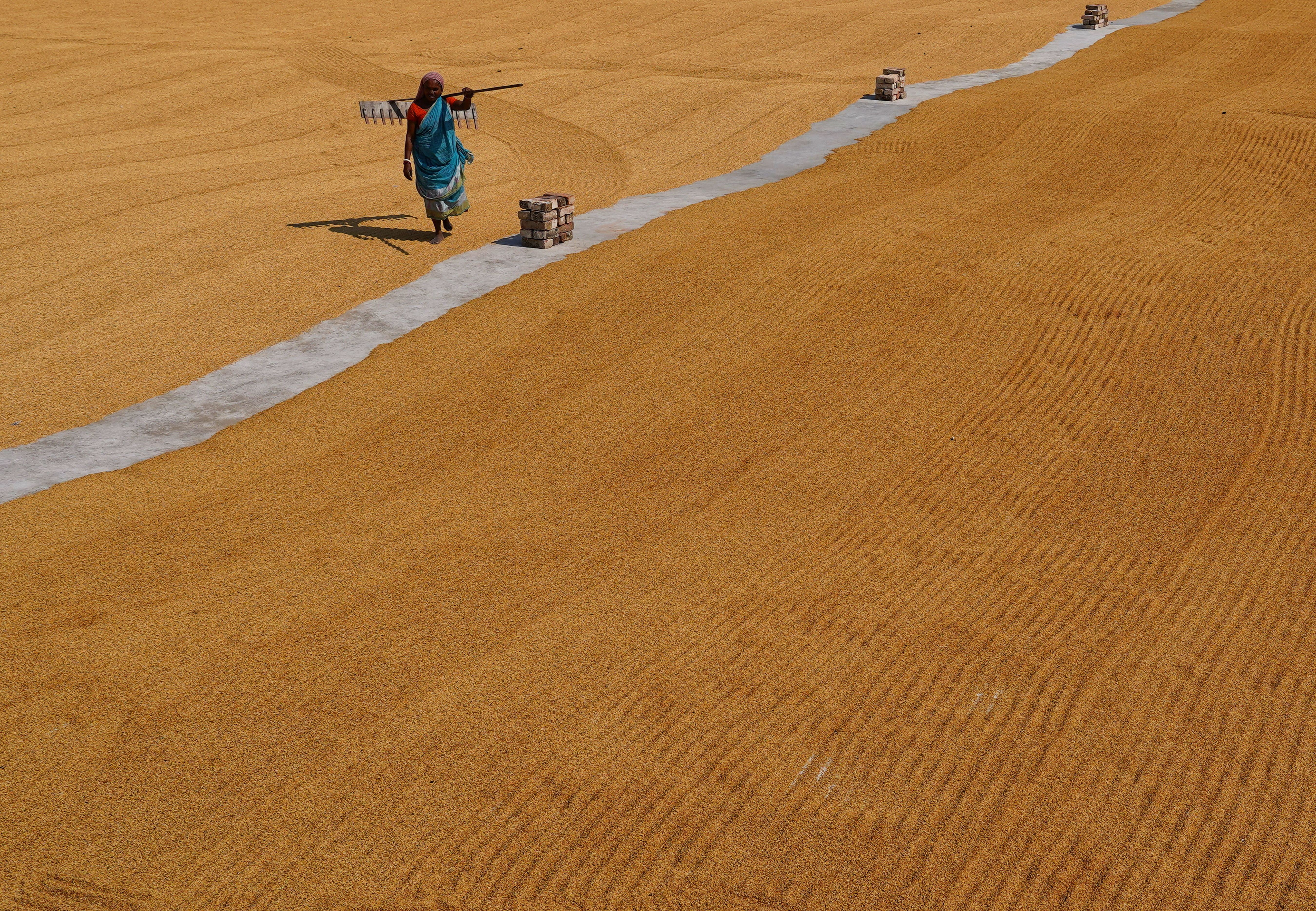 Farmer with Rake at Rice Drying Yard · Free Stock Photo