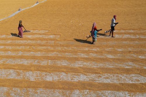 Fotobanka s bezplatnými fotkami na tému africkí muži, Afrika, farma