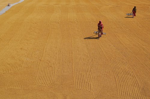 Immagine gratuita di agricoltori, agricoltura, camminando