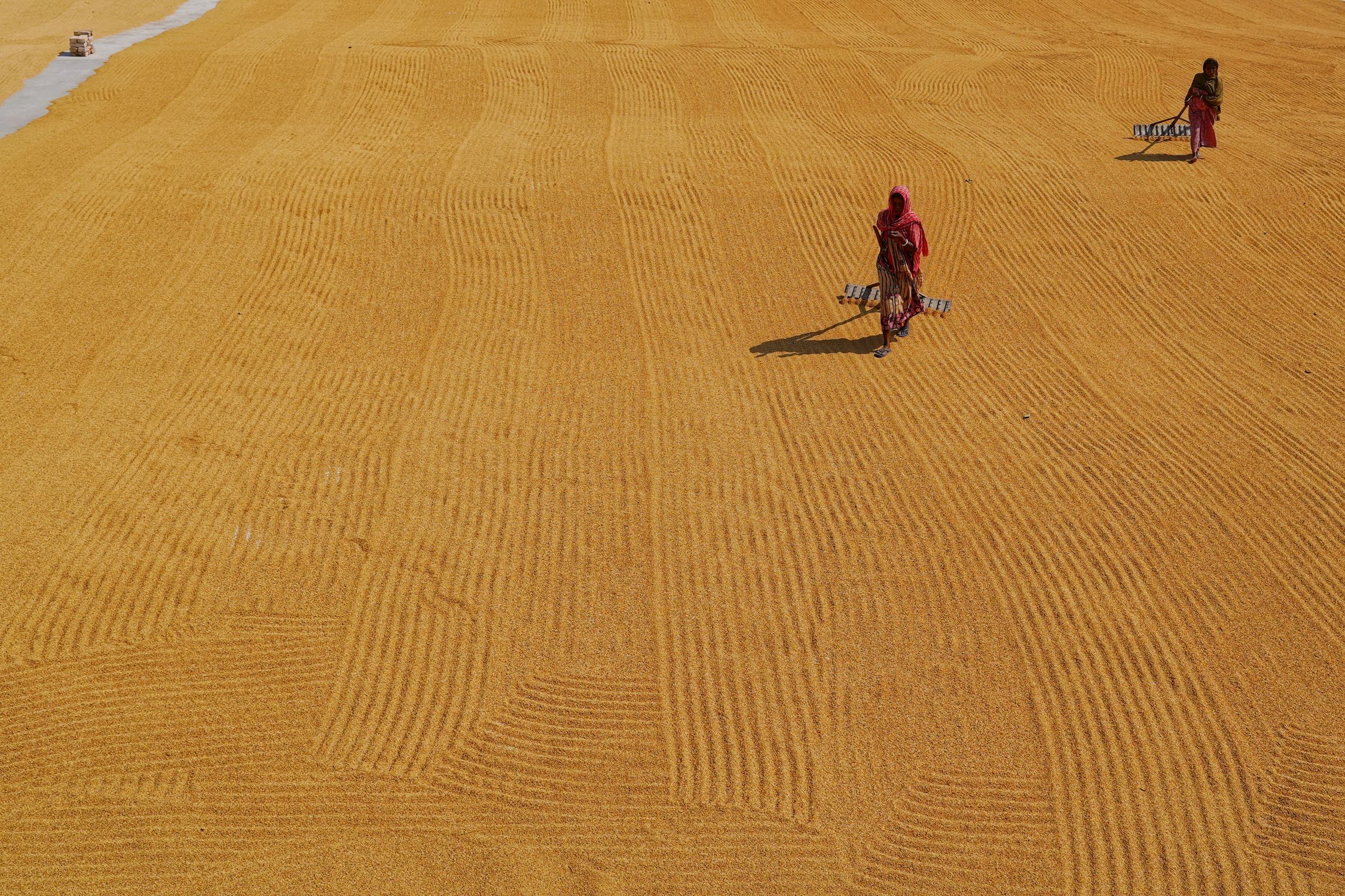Yard Rice Farmers Mixing Rice on Drying Yard · Free Stock Photo