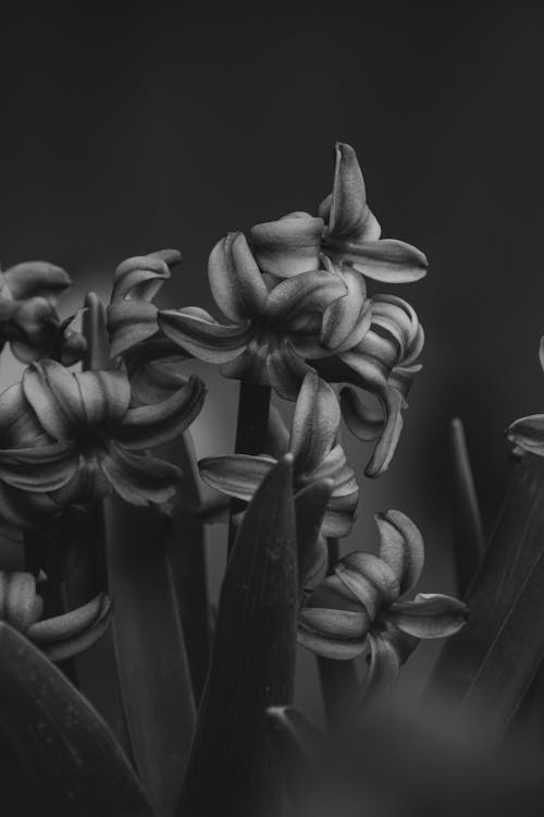 Tropical Leaves in a Garden in Black and White