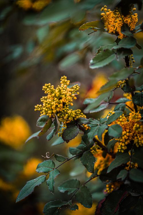 Free Close-up of vibrant yellow flowers and green leaves on a bush, highlighting natural beauty. Stock Photo