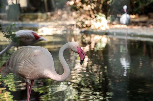 Free Graceful flamingo near a pond in Palermo, Sicily, showcasing nature's beauty. Stock Photo