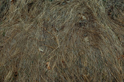 A close up of a brown grassy field