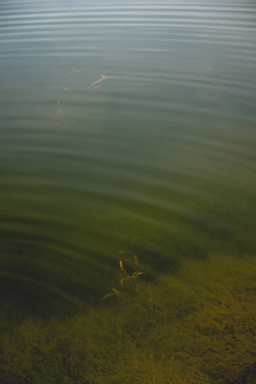 Foto profissional grátis de água, lago, natureza