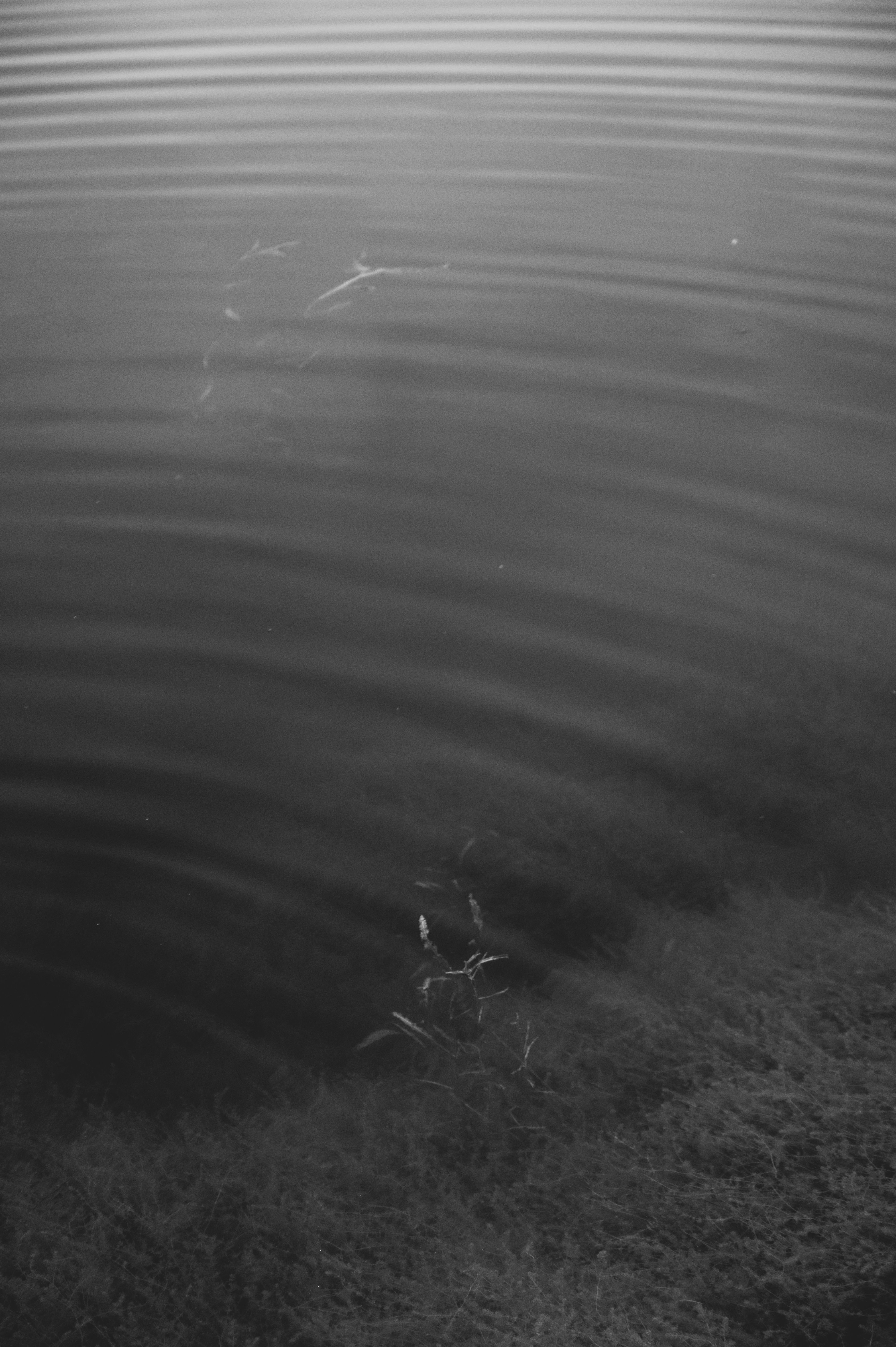Fotomural Imagen en blanco y negro de ondas en un lago con plantas sumergidas creando un efecto abstracto y tranquilo.