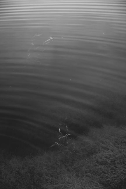 Fotomural Imagen en blanco y negro de ondas en un lago con plantas sumergidas creando un efecto abstracto y tranquilo.