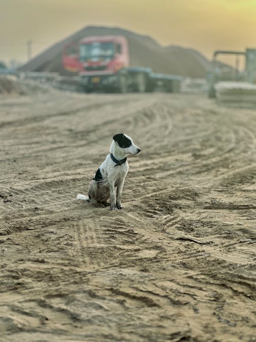 Dog on a construction site