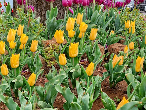 Fotos de stock gratuitas de color amarillo, flora, floración