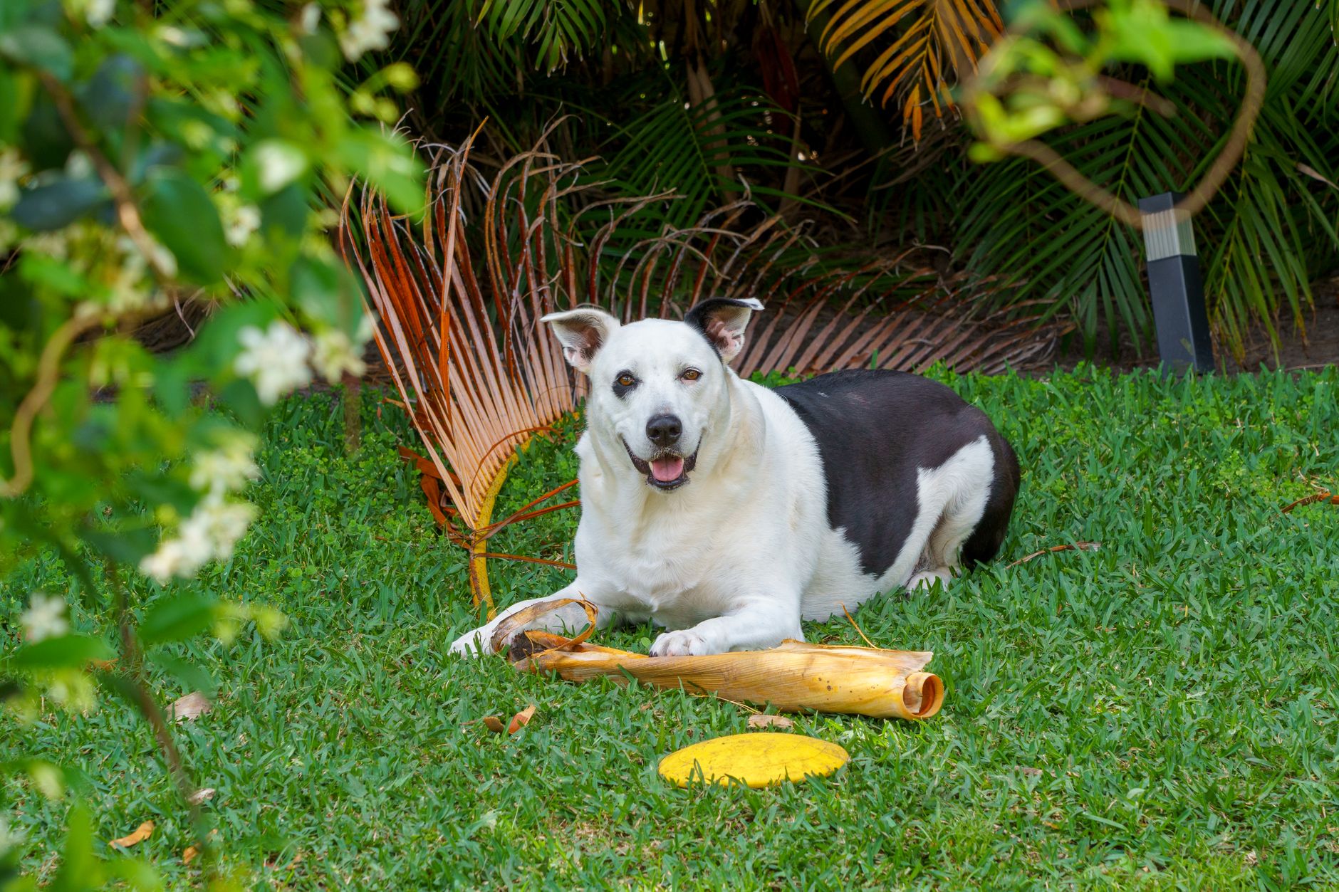 a dog enjoying a natural rabbit pet food treat