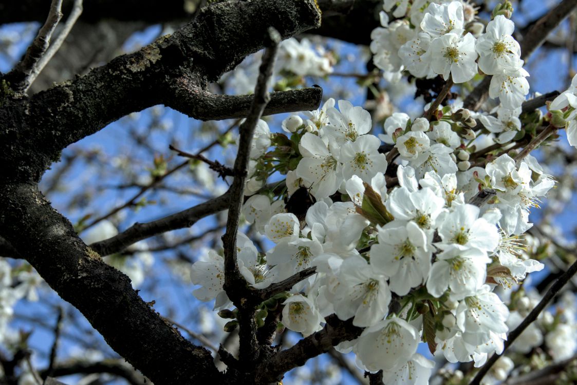 Spring Free Stock Spring · Free Stock Photo