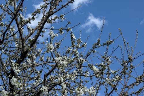 Fotobanka s bezplatnými fotkami na tému biela, čerešňa, jar