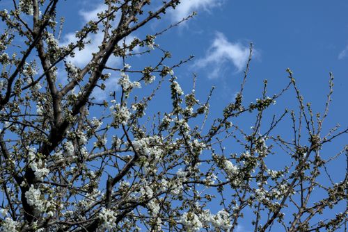 Free Cherry tree branches with white blossoms set against a bright blue sky, capturing the essence of spring. Stock Photo