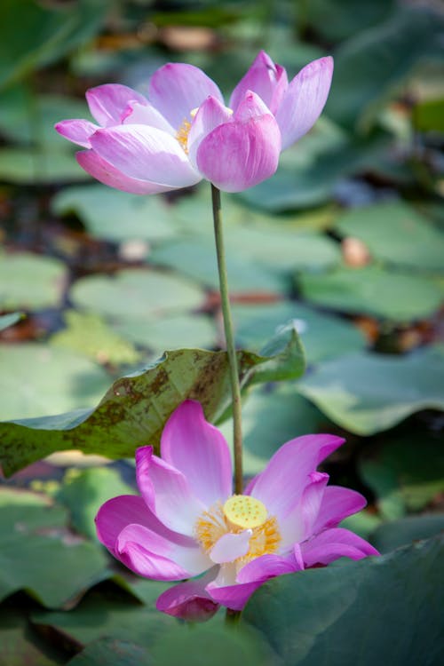 Gratis arkivbilde med blomster, innsjø, lotus