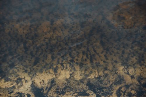 Free Calm underwater view of sand patterns beneath ocean water. Stock Photo