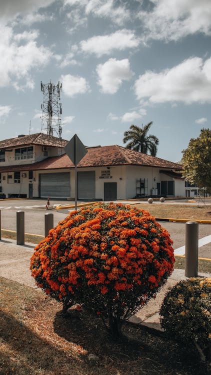 Ixora coccinea in the city of knowledge 