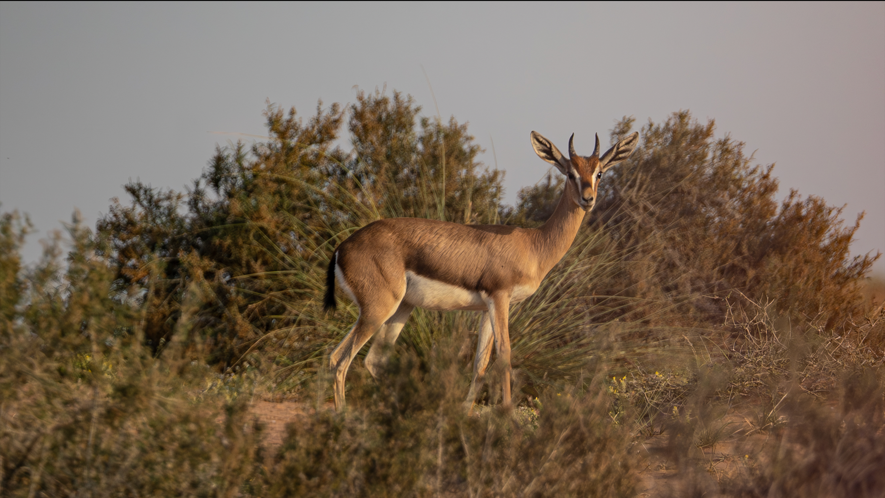 A Chinkara gazelle stands amidst desert foliage in Dubai's wilderness, captured with selective focus.