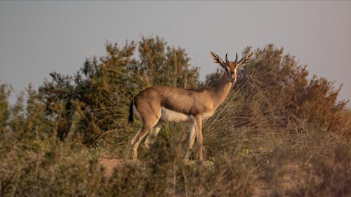 Foto d'estoc gratuïta de animal, chinkara, enfocament selectiu