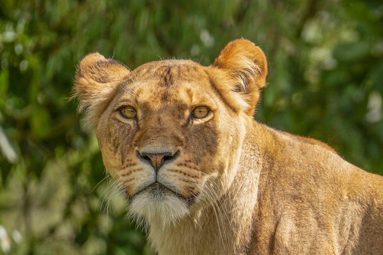 Close-up portrait of a lioness — things you didn't know about lionesses
