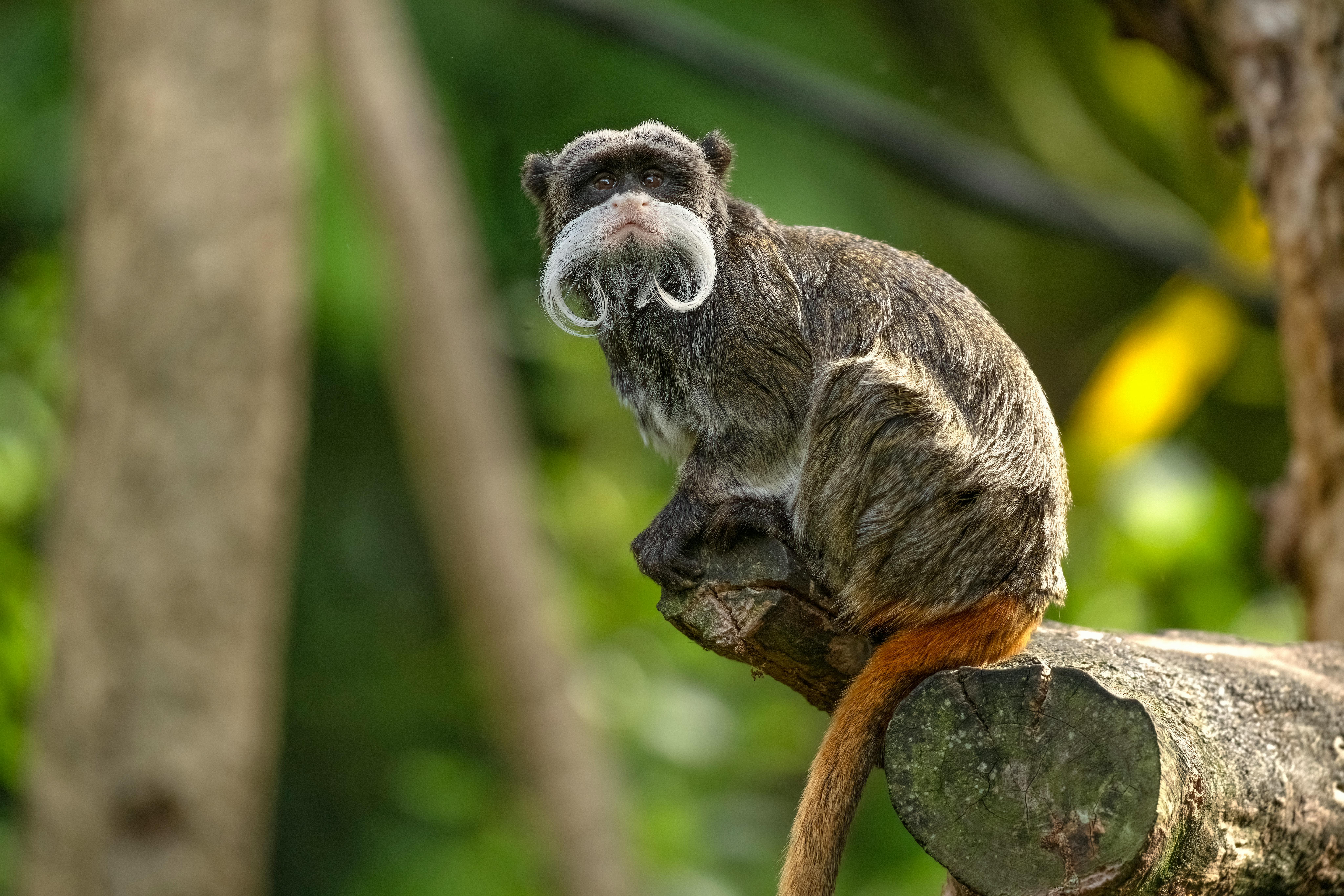 Charming Emperor Tamarin perched on a tree in Auckland's tropical setting. - Rotorua