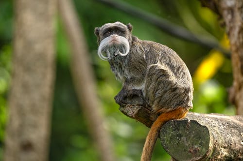 A monkey with a long beard sitting on a tree branch