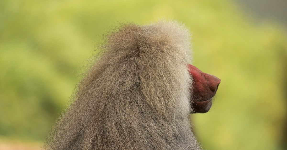 Baboon Rear View Back View of Baboon · Free Stock Photo