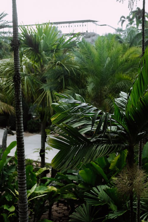 A tropical garden with palm trees and other plants