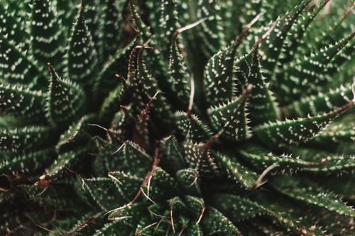 Free Extreme close-up of a green cactus plant showcasing sharp thorns and detailed textures. Stock Photo